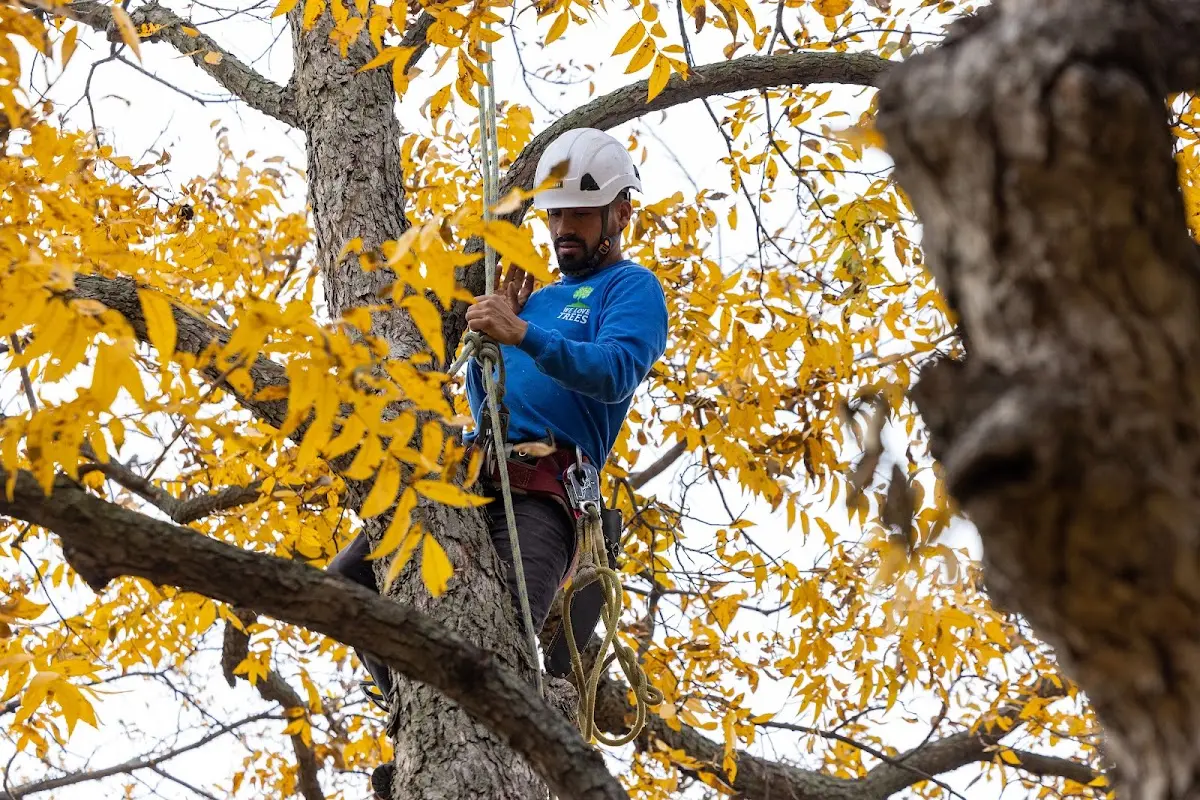 Skilled Tree Transplanting crew working in Toksook Bay